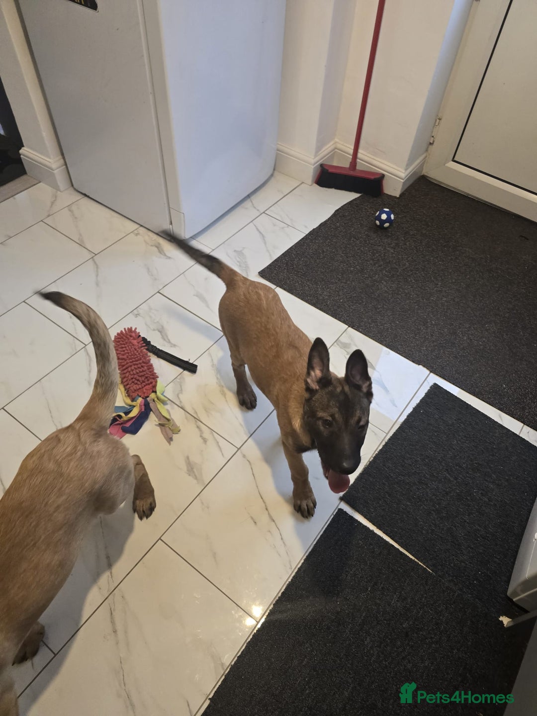 Belgian Shepherd Dog dogs for sale: 2 Belgian Shepherd puppies  - Advert 3