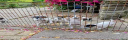 Jack Russell dogs for sale: Small strain Jack Russel pups - Advert 5