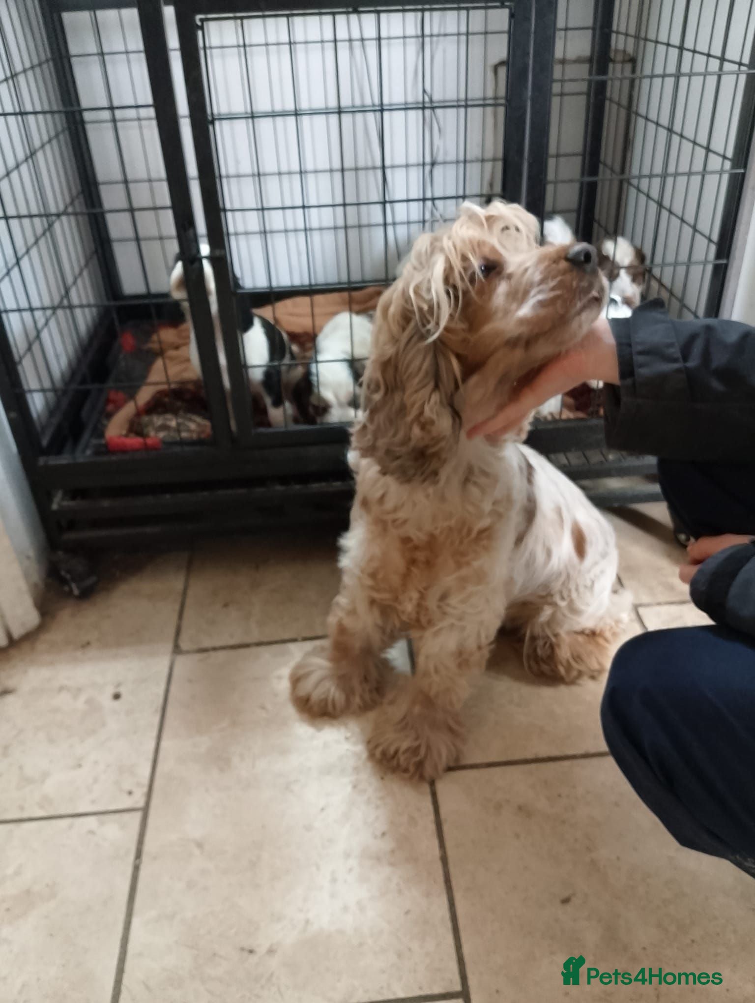Cockapoo dogs Cockapoo puppies available 28th August Bank Holida - Advert 2