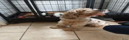 Cockapoo dogs for sale: Cockapoo Puppies available Today - Advert 9