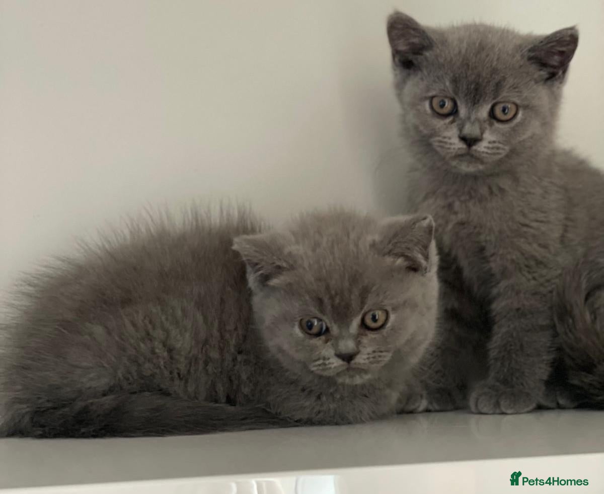 British Shorthair cats for sale: British Blues, 1 boy and 1 girl, Beautiful - Advert 1