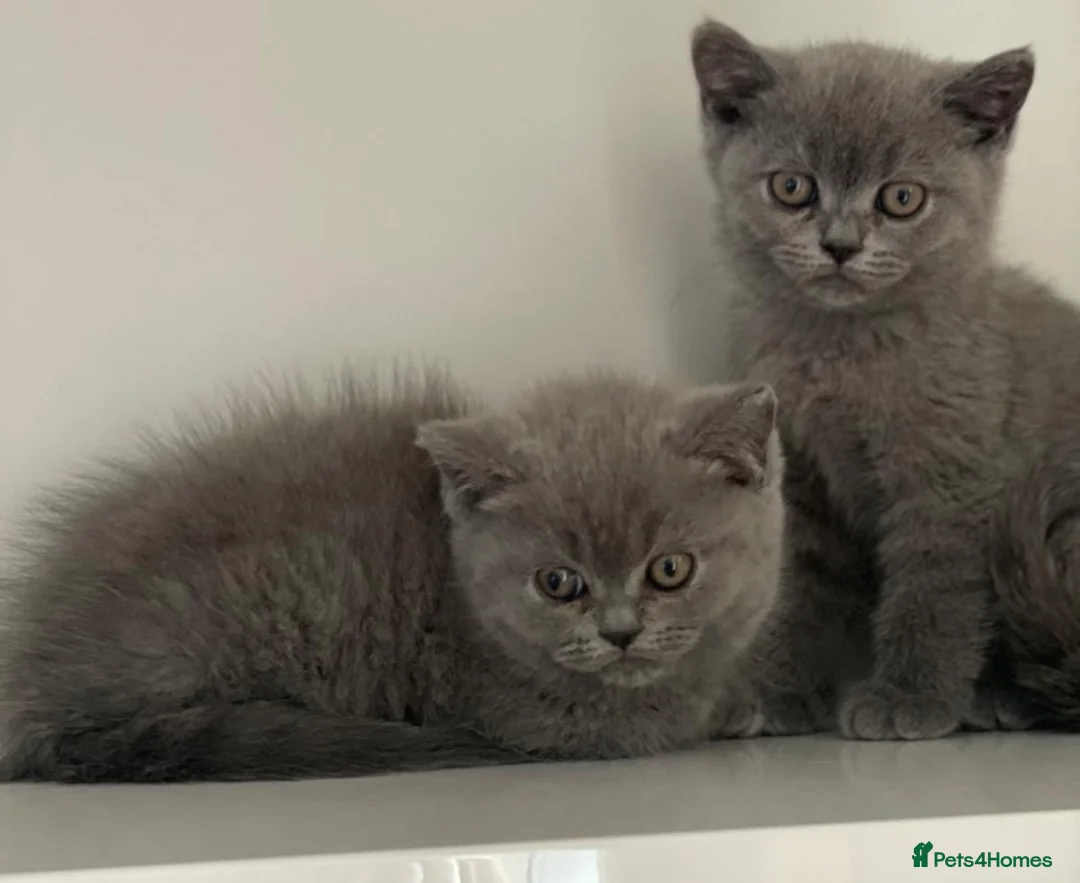 British Shorthair cats for sale: British Blues, 1 boy and 1 girl, Beautiful in London - Advert 1