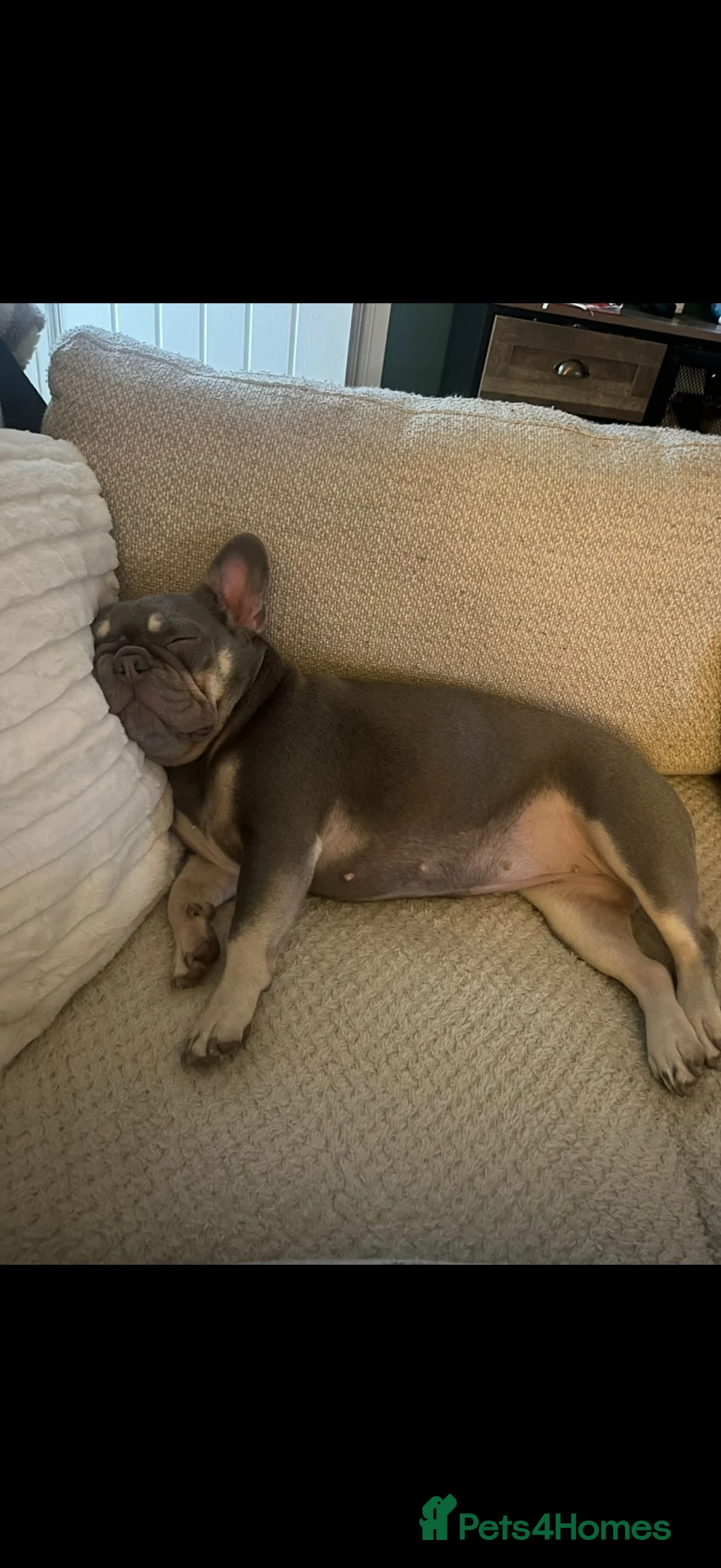 French Bulldog dogs for sale: Mabel in Castleford - Advert 3