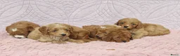 Cockapoo dogs for sale: Beautiful health clear Cockapoo's in Staines - Advert 27
