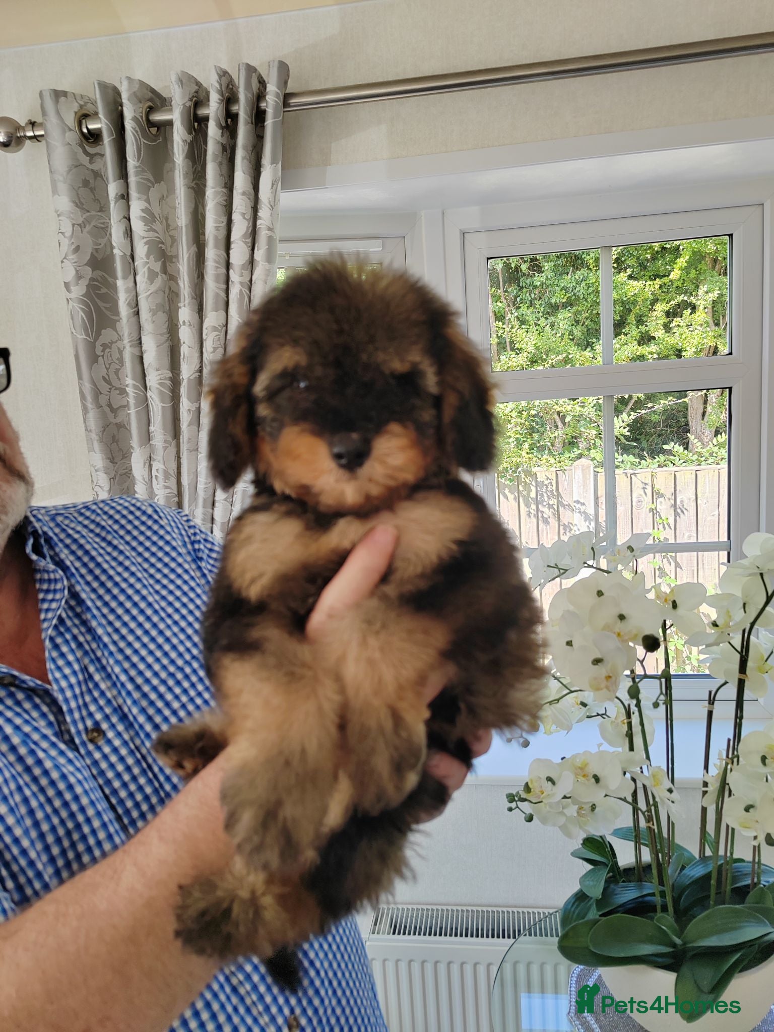 Cavapoo dogs  BEAUTIFUL DNA HEALTH TESTED PARENTS TOY CAVAPOO   - Advert 1