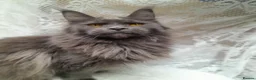 Maine Coon cats for sale: Solid blue maine coon girl - Advert 7