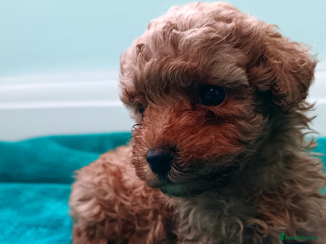 Toy Poodle dogs for sale: toy poodles from k.c.registered DNA tested parents - Image 13