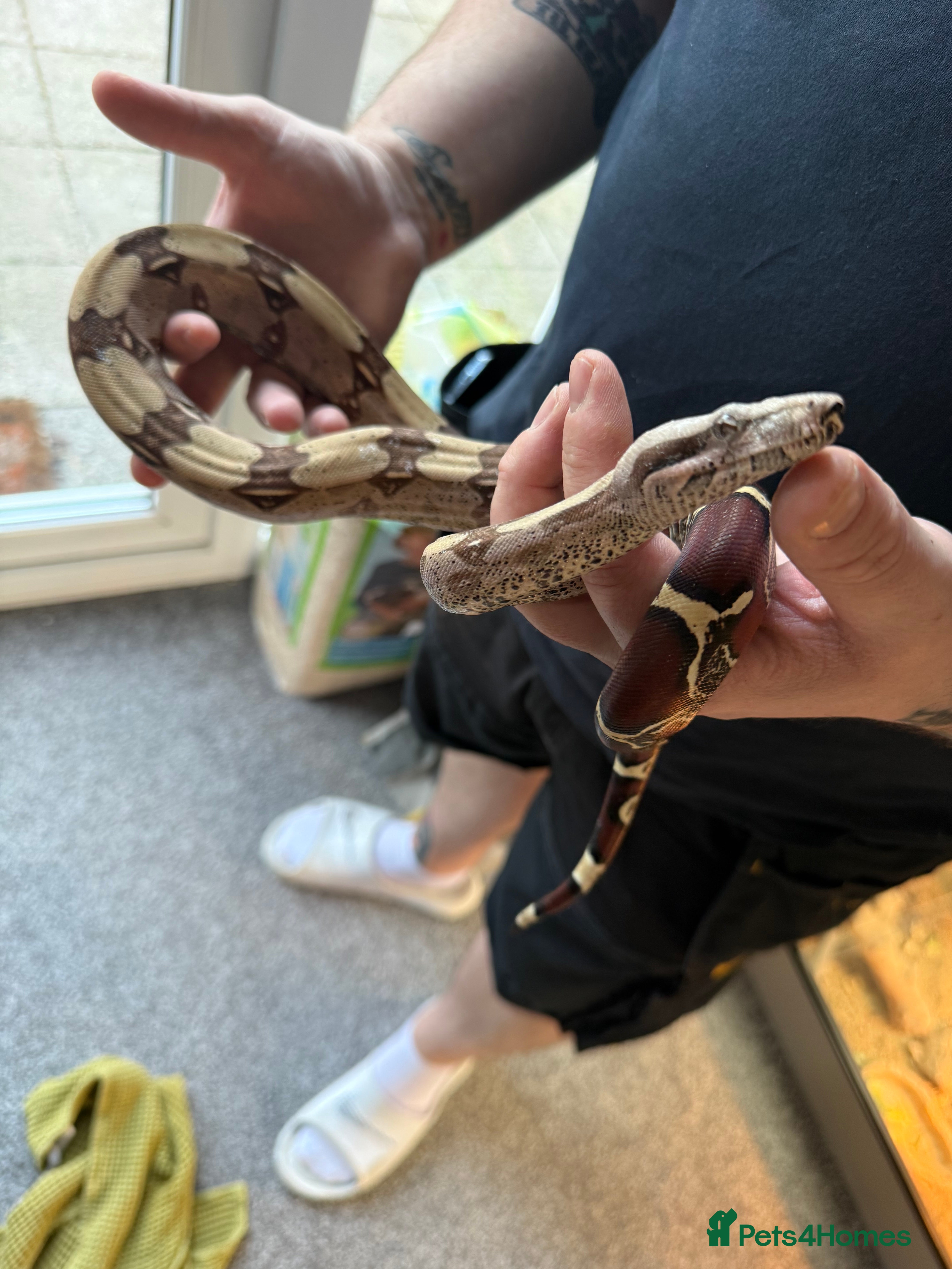 Tortoise reptiles 1 year old boa constrictor with enclosure - Advert 16