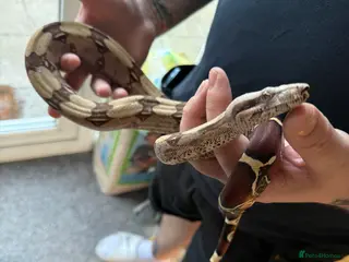 Tortoise reptiles 1 year old boa constrictor with enclosure - Advert 16