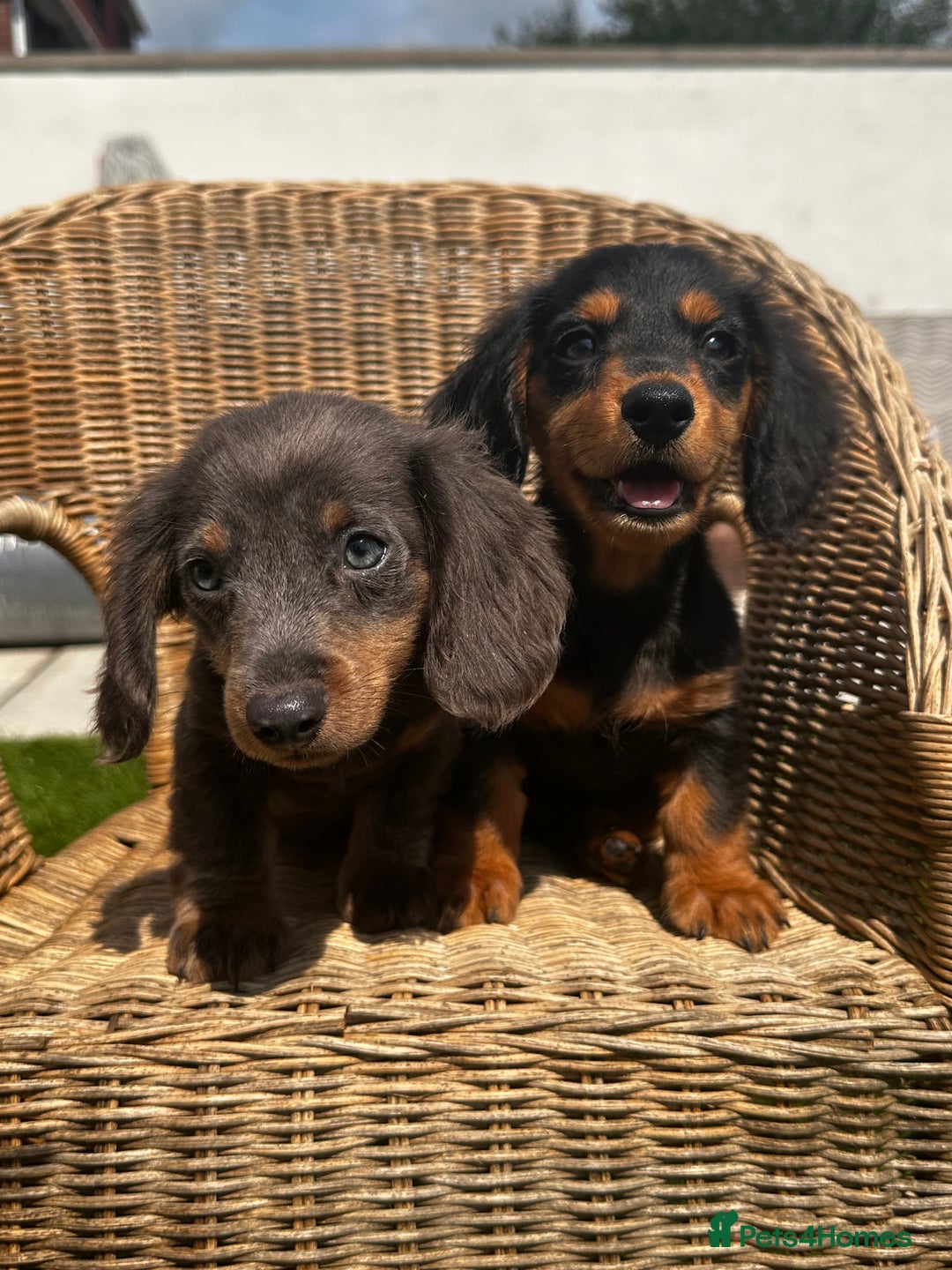 Miniature Dachshund dogs for sale: READY NOW 🤍MINIATURE LONG HAIR DACHSHUNDS  - Image 7