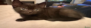 Black male 