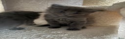 Ragcoon cats for sale: READY NOW Stunning RAGCOON Kittens  - Advert 16
