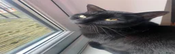 Domestic Shorthair cats for sale: Miss mac - Advert 1