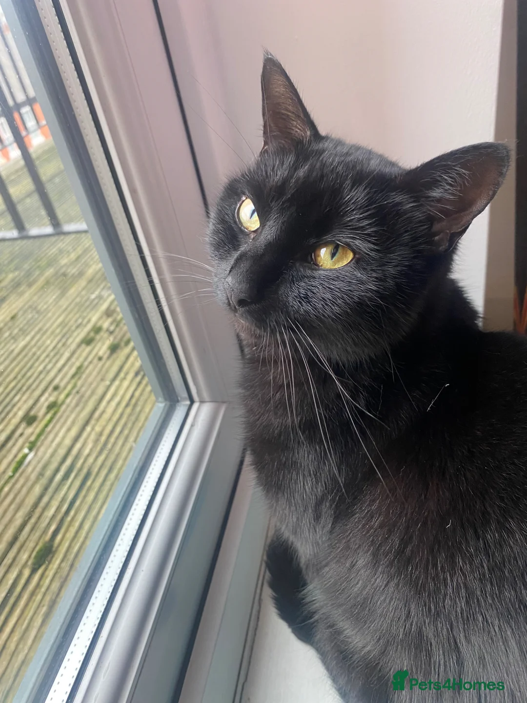Domestic Shorthair cats for sale: Miss mac - Advert 1