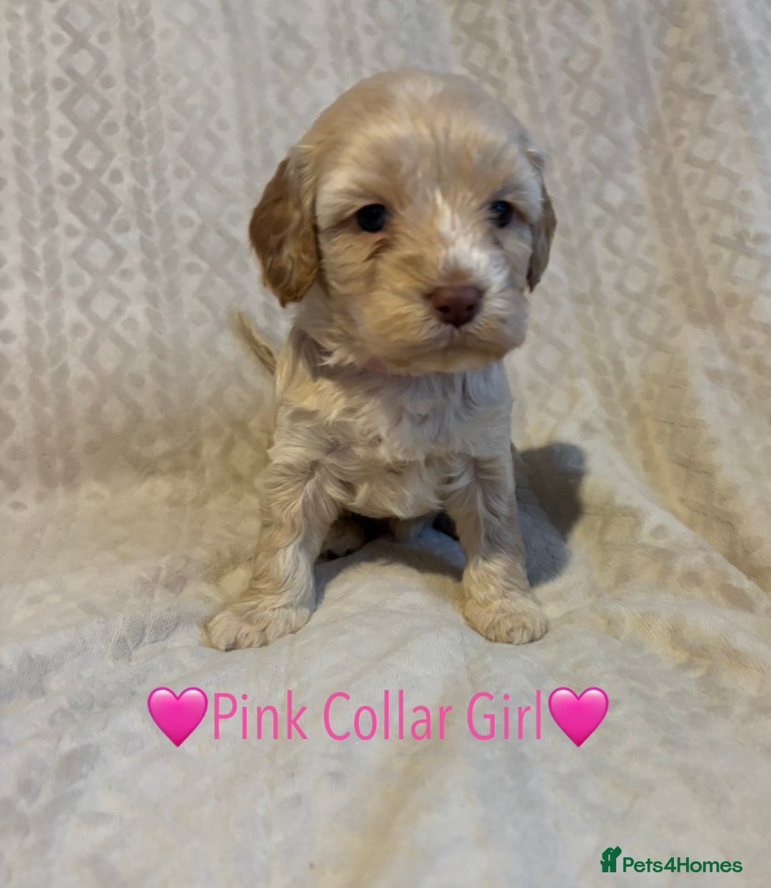 Cavapoo dogs for sale: 🐶 F1 CAVAPOO PUPPIES HEALTH TESTED PARENTS 🐶 - Advert 36