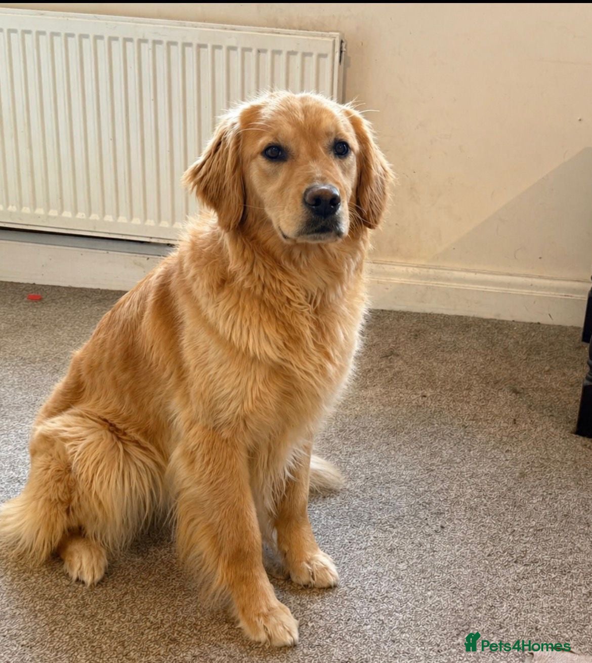 Golden Retriever dogs KC registered Golden Retriever Girl - Advert 1