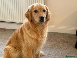 Golden Retriever dogs KC registered Golden Retriever Girl - Advert 1