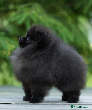 Pomeranian dogs - Advert 3