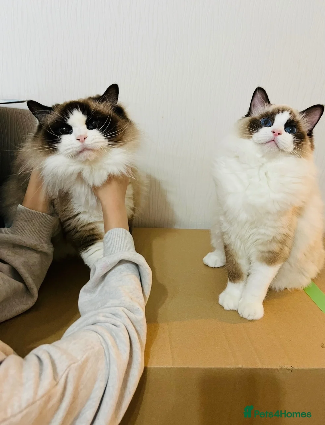 Ragdoll cats for sale: Two GCCF Registered Ragdoll Girls – Home Together - Advert 4