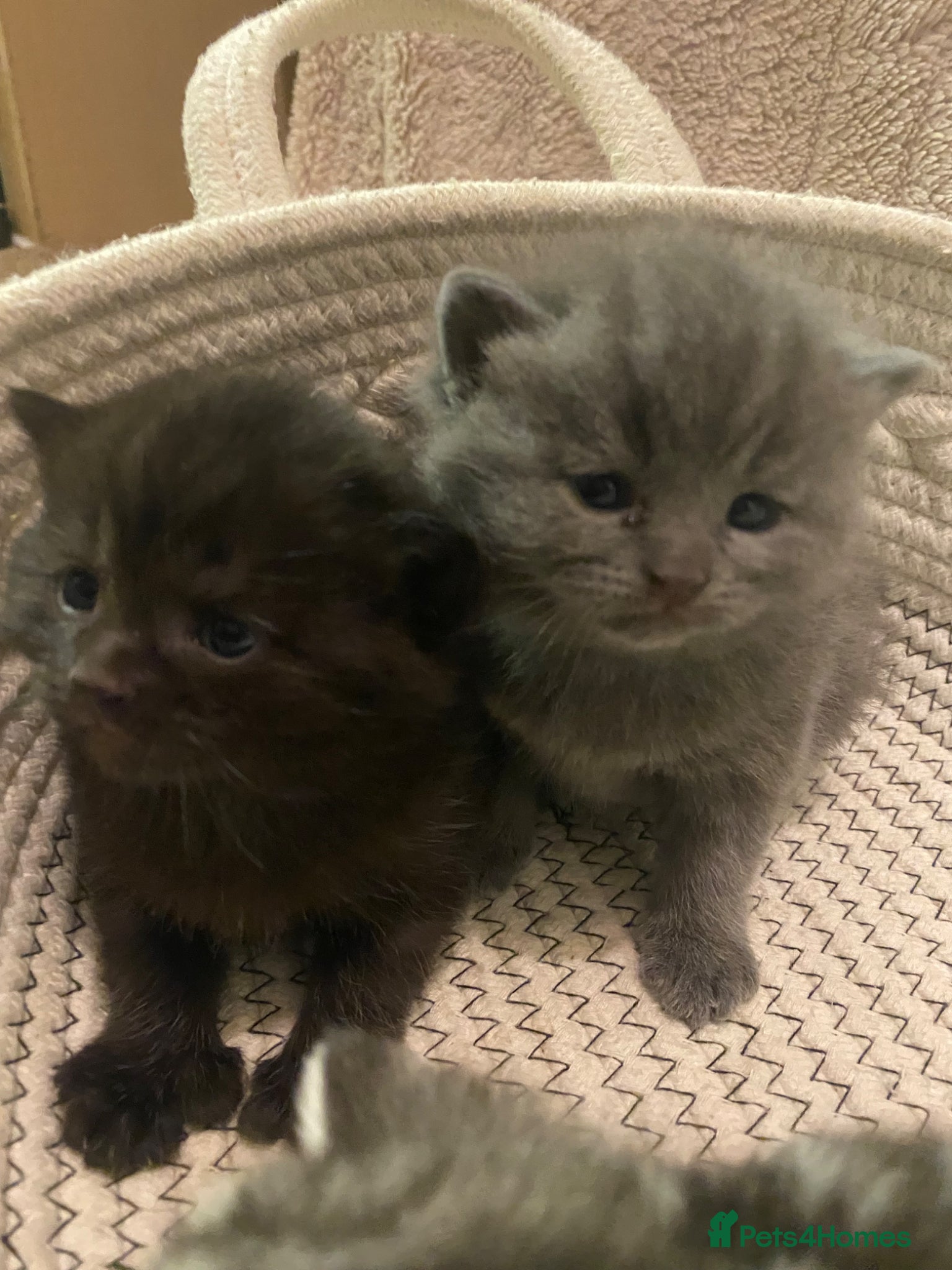 British Shorthair cats RARE polydactyl black boy or blue girl  - Advert 14