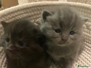British Shorthair cats RARE polydactyl black boy or blue girl - Advert 18