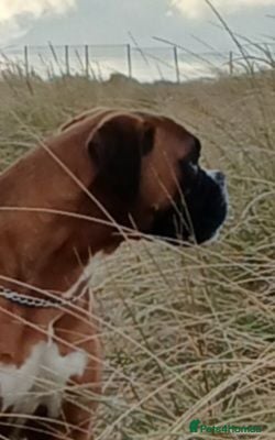 Boxer dogs Health tested parents - Advert 1