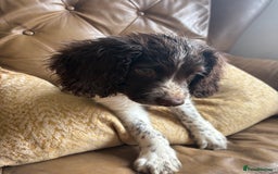 Sprocker dogs for sale: 8 glorious sprocker pups  - Image 22