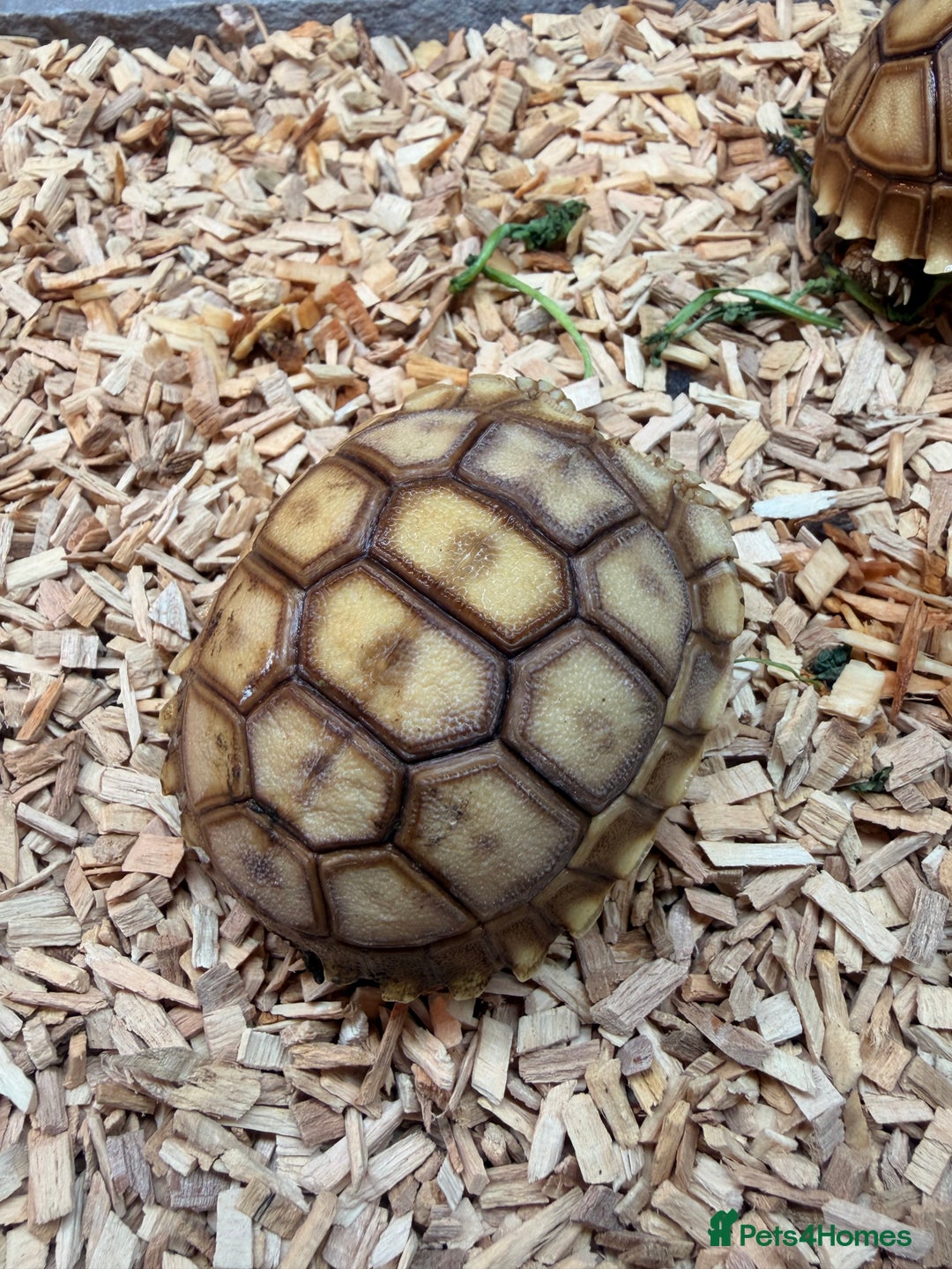 Tortoise reptiles for sale: Stunning Sulcata Tortoises for Sale – 8 Months Old - Advert 5
