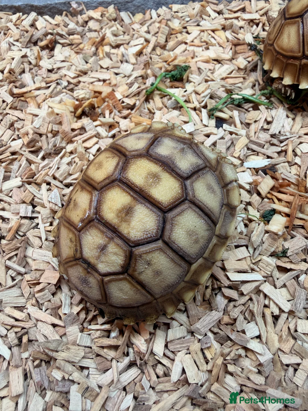 Tortoise reptiles for sale: Stunning Sulcata Tortoises for Sale – 8 Months Old - Advert 5