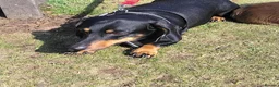 Dachshund dogs for sale: Little dictator Nelly - Advert 1