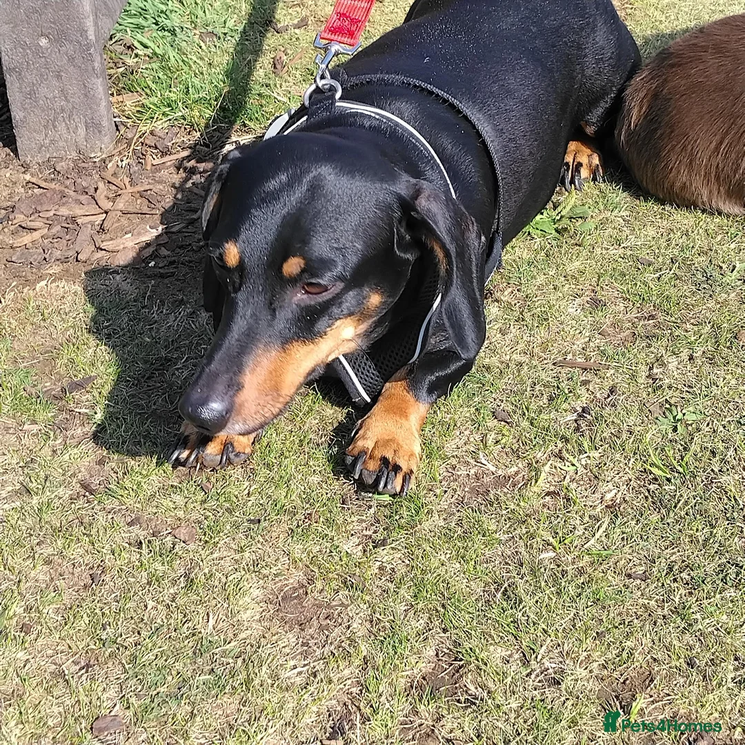Dachshund dogs for sale: Little dictator Nelly - Advert 1