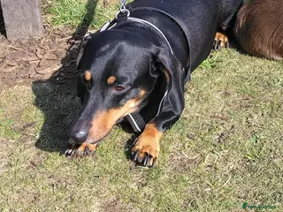 Dachshund dogs Little dictator Nelly - Advert 1