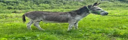 Donkey livestock for sale: 2 donkey gelding for sale - Advert 5