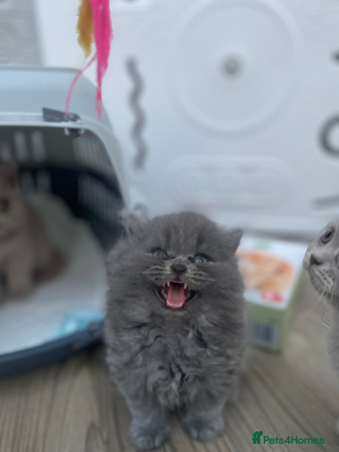 British Shorthair cats for sale: Champion Bloodline British Shorthair/Longhair - Image 14