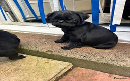 Pug dogs for sale: Pugs for sale - Image 3