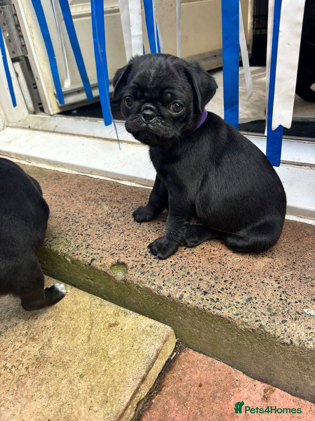 Pug dogs for sale: Pugs for sale - Image 3