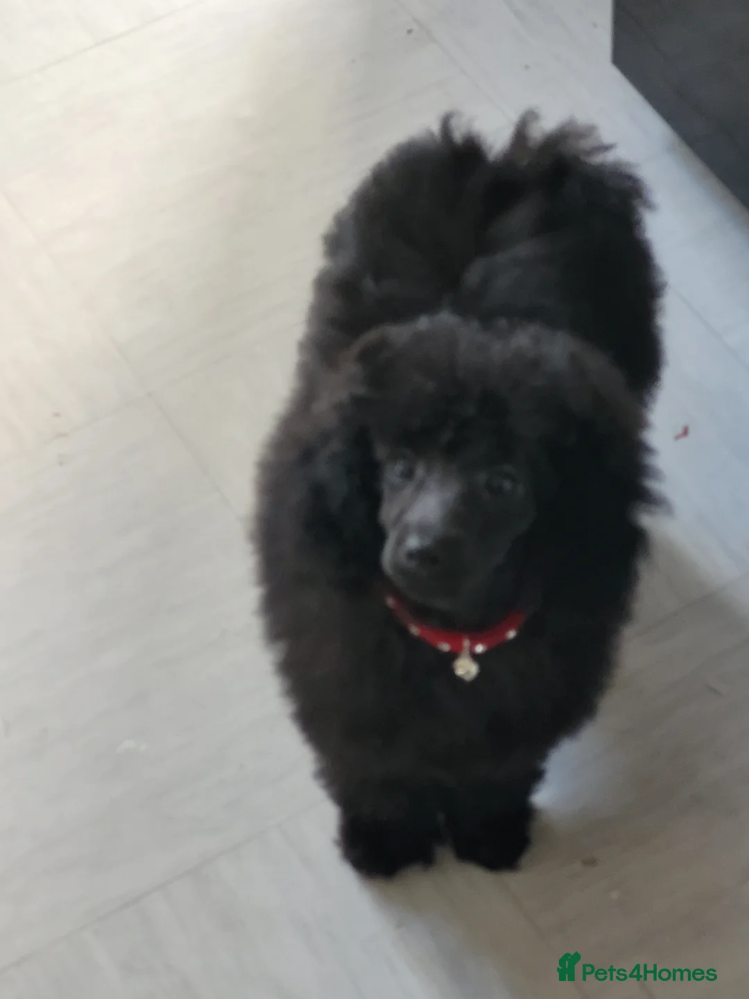 Toy Poodle dogs for sale: Tor poodle girls  - Advert 2