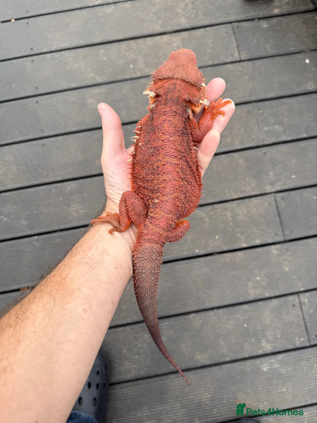 Bearded Dragon reptiles for sale: Bearded Dragons Red Monsters juvenile  - Advert 5