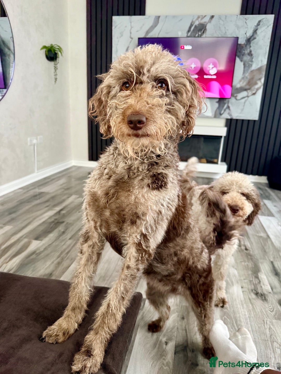 Australian Labradoodle dogs for sale: *waiting list* Australian labradoodles - Image 4