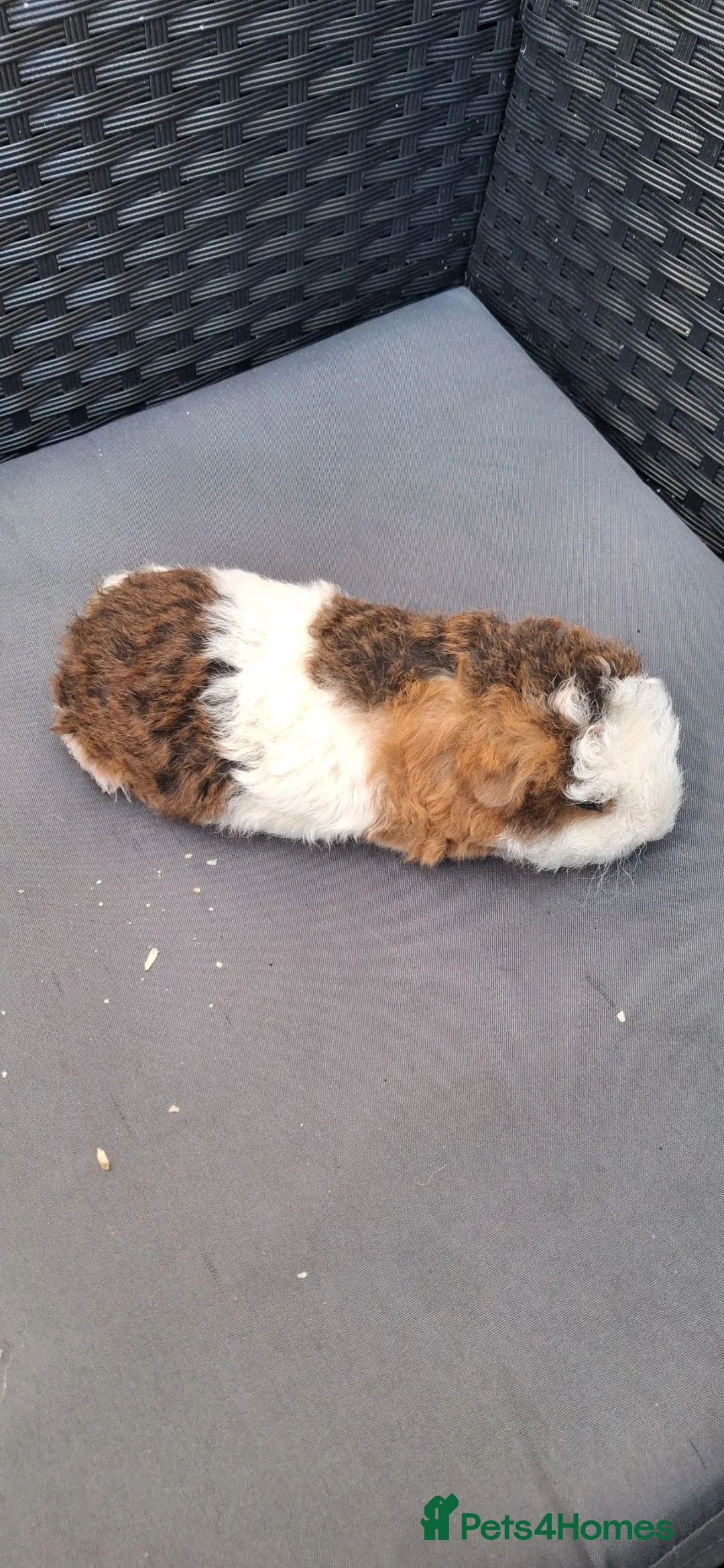 Guinea Pig rodents for sale: Baby girl guinea pigs - Advert 1