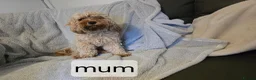 Cavapoo dogs for sale: BOYS ONLY cavapoo pups ready to leave  - Advert 8