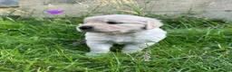 Golden Retriever dogs for sale: KC Registered Golden Retriever puppies in Pencader - Advert 6