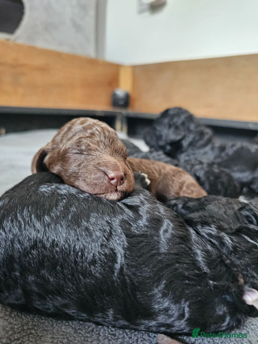 Standard Poodle dogs for sale: KC Standard Poodle Puppies !  - Advert 7