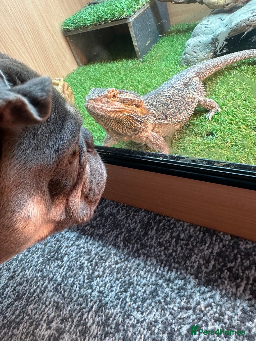 Bearded Dragon reptiles for sale: Female bearded dragon  - Advert 6