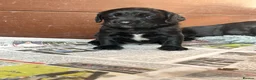 Springador dogs for sale: Beautiful little buns of joy - Advert 3
