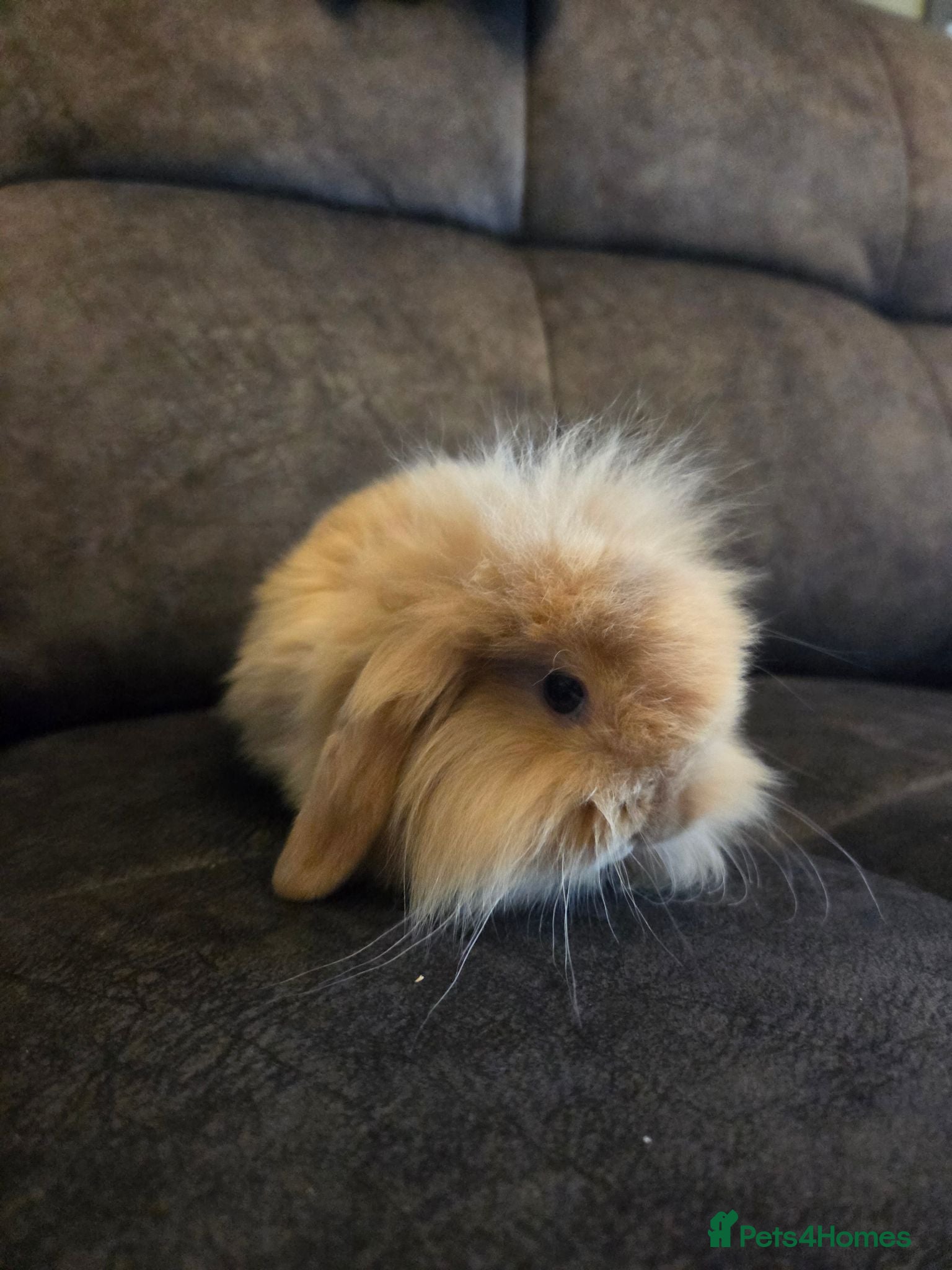 Mini Lion Lop rabbits 8 week old True type Teddy lion lop READY NOW - Advert 2