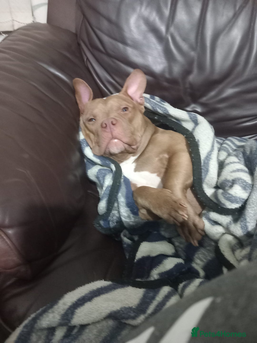 American Bully dogs for sale: Abkc pocket bully bitch  - Advert 3