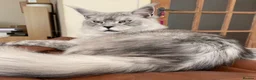 Maine Coon cats for sale: Four gorgeous Maine Coons left! - Advert 9