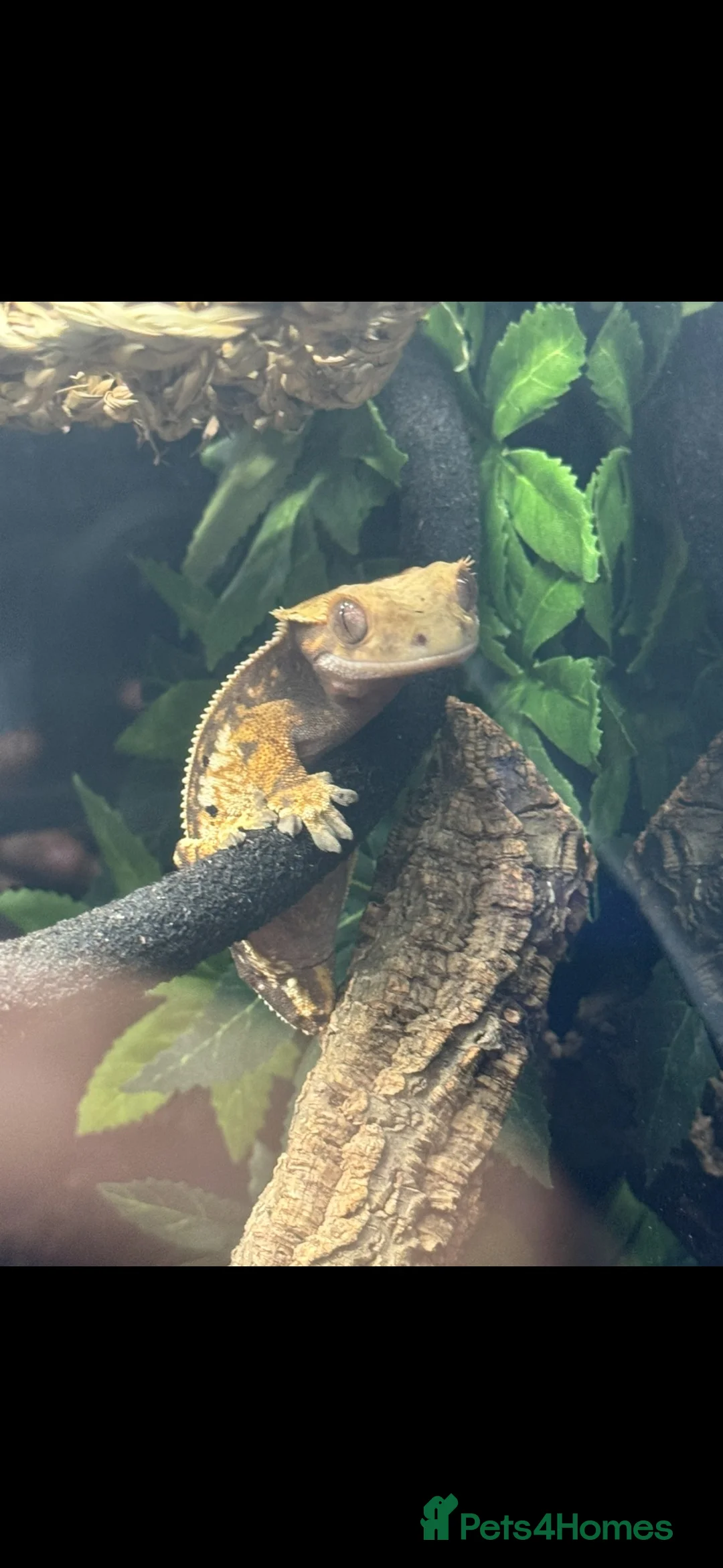 Gecko reptiles for sale: Female Crested gecko in Worthing - Advert 2