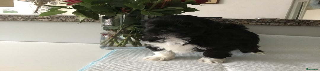 Lhasa Apso Puppy 1